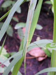 Baculomia siamensis