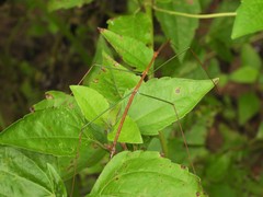 Baculomia siamensis