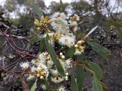 Eucalyptus calycogona