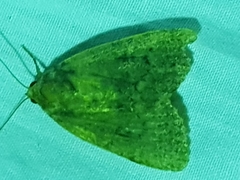 Amphipyra berbera