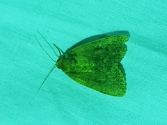 Amphipyra berbera