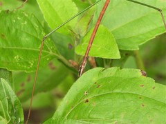 Baculomia siamensis