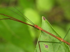 Baculomia siamensis