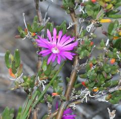Delosperma pageanum