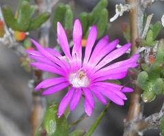 Delosperma pageanum