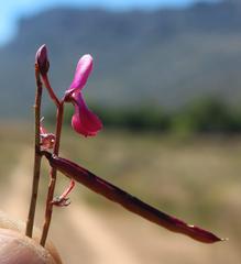Indigofera humifusa