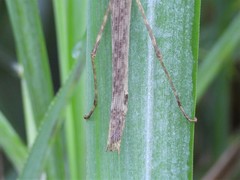 Trachythorax maculicollis