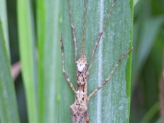 Trachythorax maculicollis