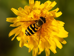 Syrphus ribesii