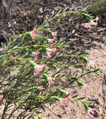 Pimelea stricta