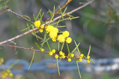Acacia sessilis