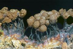 Cribraria meylanii