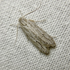 Leistarcha