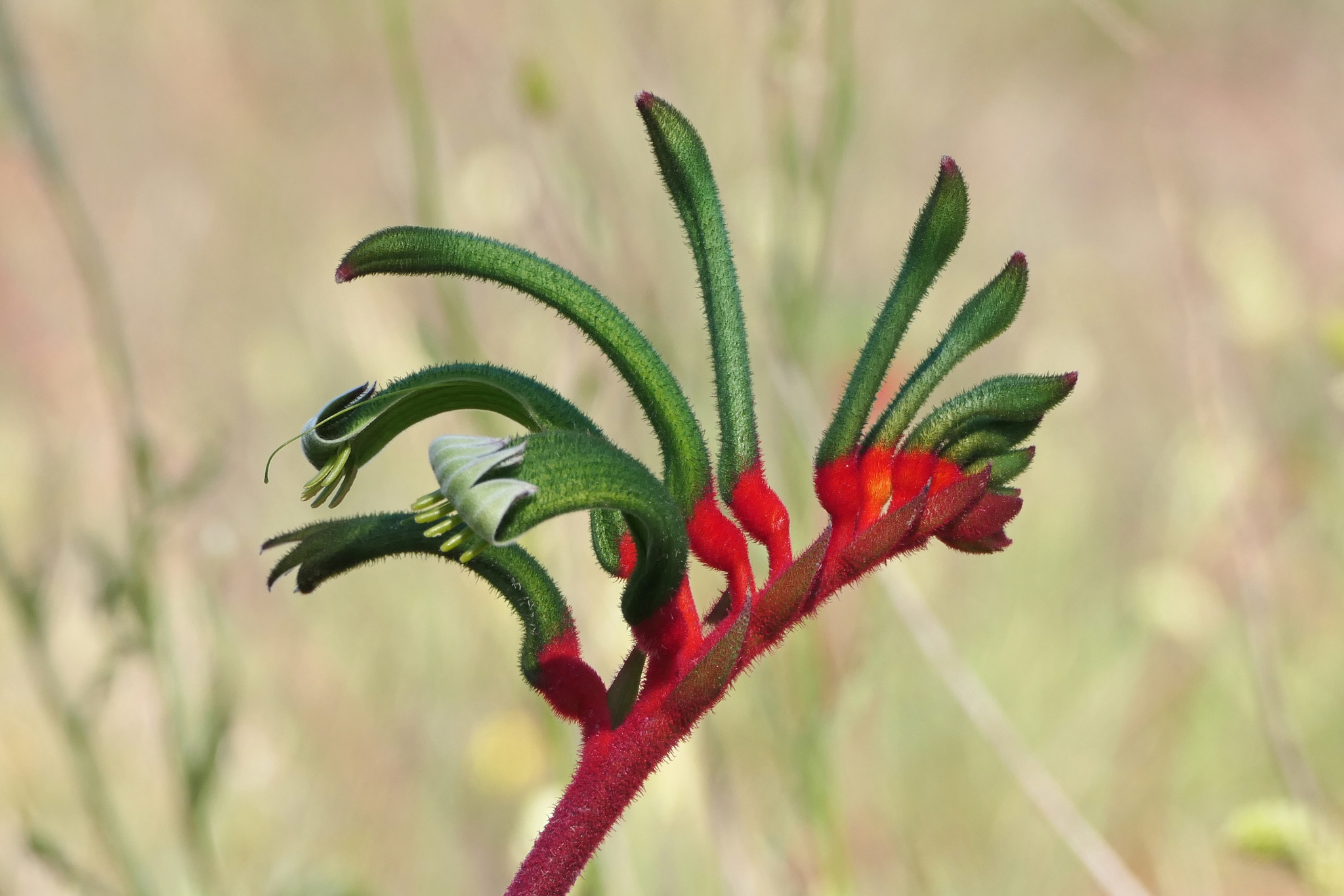 Kangaroo paws (Genus Anigozanthos) · iNaturalist