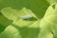 Graphocephala cythura