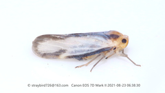 Vekunta fuscolineata