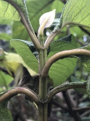 Oreocnide