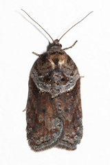 Acleris celiana