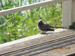 Motacilla alba