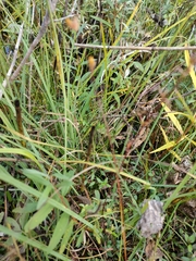 Juncus stygius