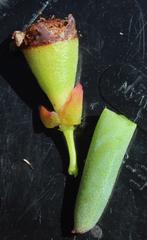 Phiambolia