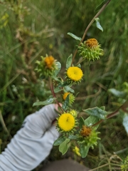 Grindelia inornata