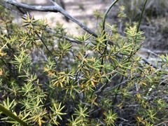 Stenanthera conostephioides