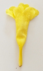 Adenocalymma calcareum