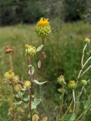 Grindelia inornata