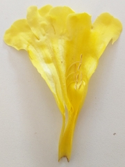 Adenocalymma calcareum