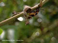 Phyllocharis undulata