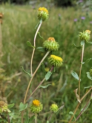 Grindelia inornata