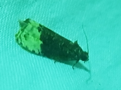 Apotomis betuletana
