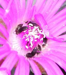 Brianhuntleya intrusa