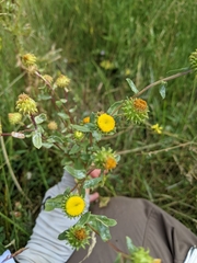 Grindelia inornata