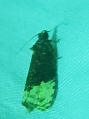 Apotomis betuletana
