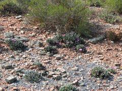 Brianhuntleya intrusa