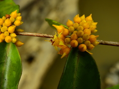 Mouriri acutiflora