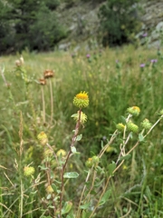Grindelia inornata
