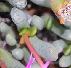 Brianhuntleya intrusa