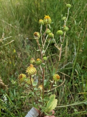 Grindelia inornata
