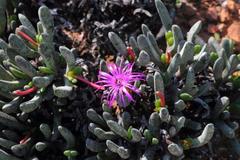 Brianhuntleya intrusa