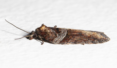 Acleris celiana