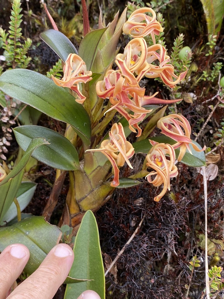 Maxillaria floribunda