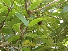 Phyllocharis undulata