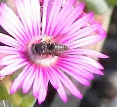 Masarinae