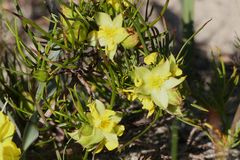 Hibbertia striata
