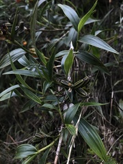 Elleanthus aurantiacus