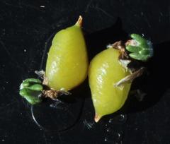 Aspalathus costulata