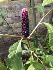Phytolacca polyandra